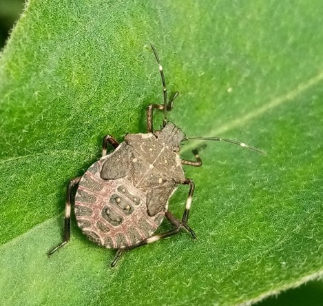 punsaises pentatomidae
